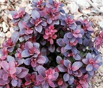 Барбарис Тунберга Конкорд (Berberis thunbergii 'Concorde')