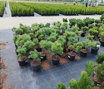 Сосна веймутова Крюгер Лилипут (Pinus strobus 'Krüger's Lilliput')