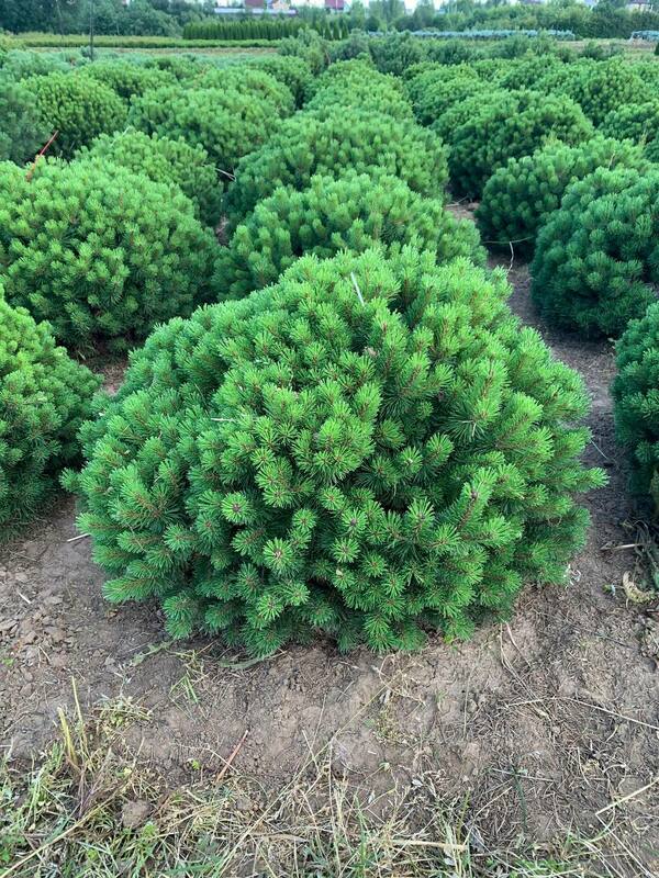Сосна горная Божий Дар (Pinus mugo 'Bozi Dar')