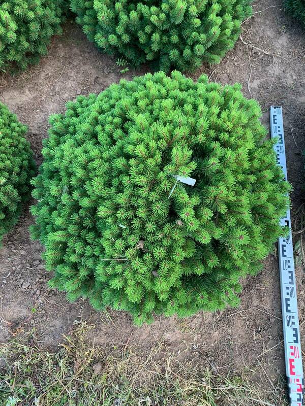 Сосна горная Божий Дар (Pinus mugo 'Bozi Dar')