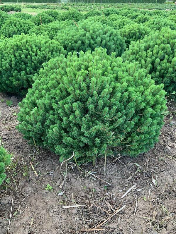 Сосна горная Божий Дар (Pinus mugo 'Bozi Dar')