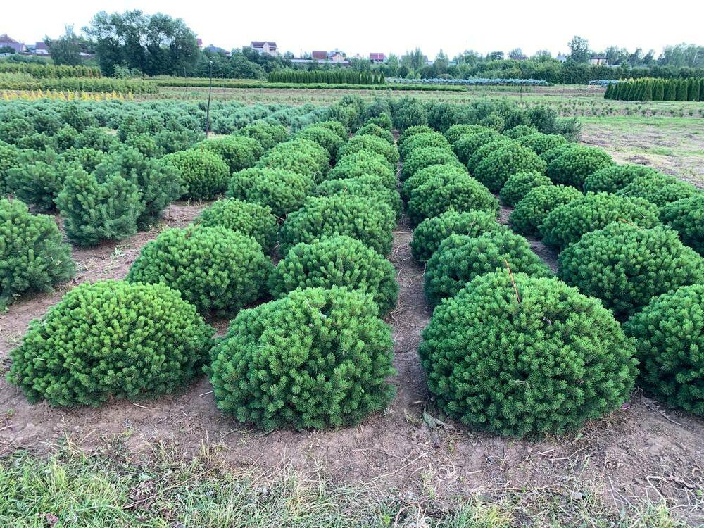 Сосна горная Божий Дар (Pinus mugo 'Bozi Dar')