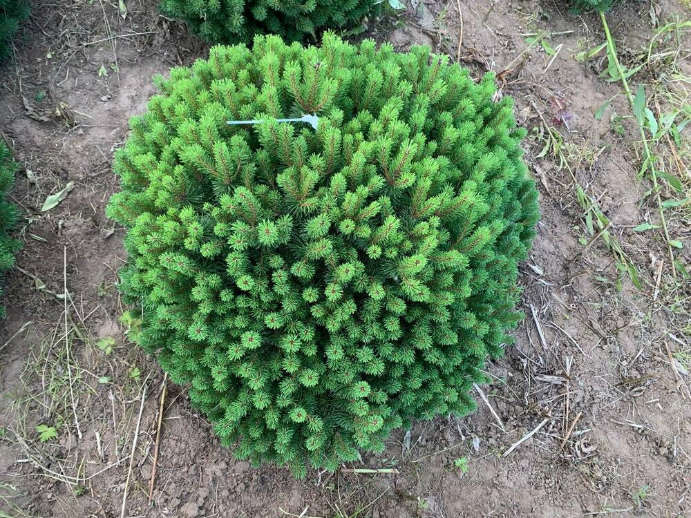 Сосна горная Божий Дар (Pinus mugo 'Bozi Dar')