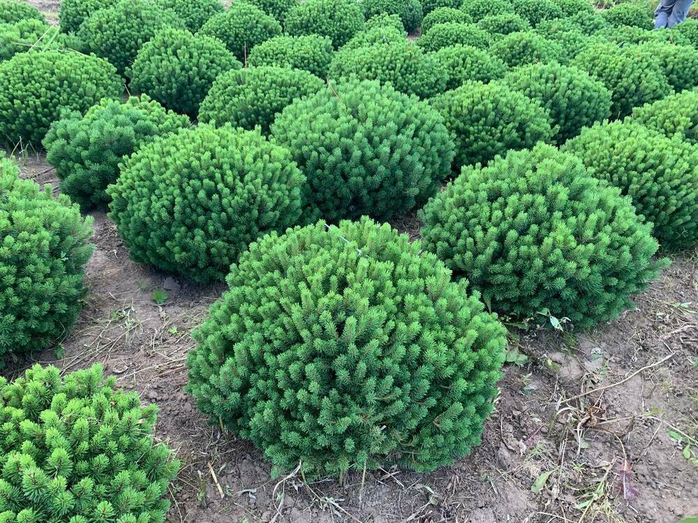 Сосна горная Божий Дар (Pinus mugo 'Bozi Dar')
