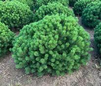 Сосна горная Божий Дар (Pinus mugo 'Bozi Dar')