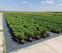 Сосна горная Гнездо (Pinus mugo 'Hnizdo')