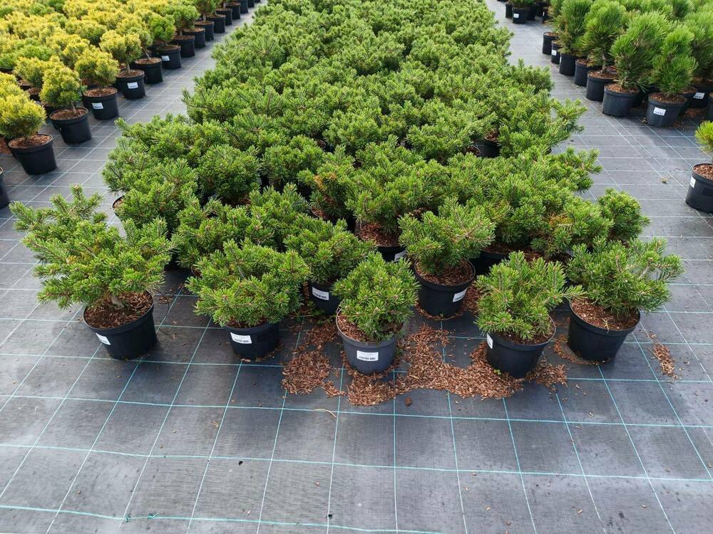 Сосна горная Клостергрюн (Pinus mugo 'Klostergrun')