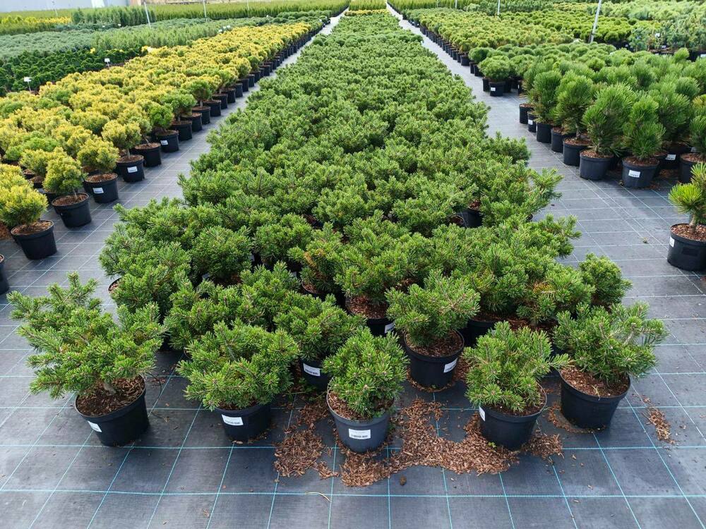 Сосна горная Клостергрюн (Pinus mugo 'Klostergrun')