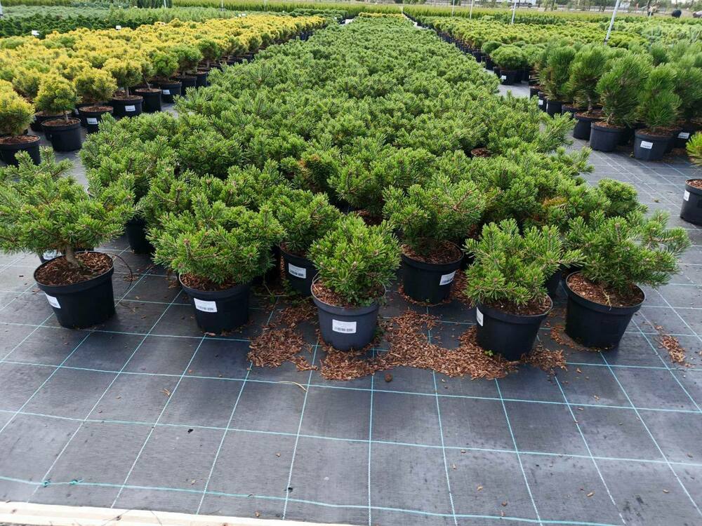 Сосна горная Клостергрюн (Pinus mugo 'Klostergrun')