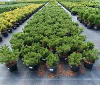 Сосна горная Клостергрюн (Pinus mugo 'Klostergrun')