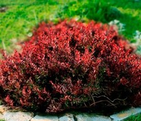 Барбарис Тунберга Ламбруско Бейелла (Berberis thunbergii 'Lambrusco BailElla')