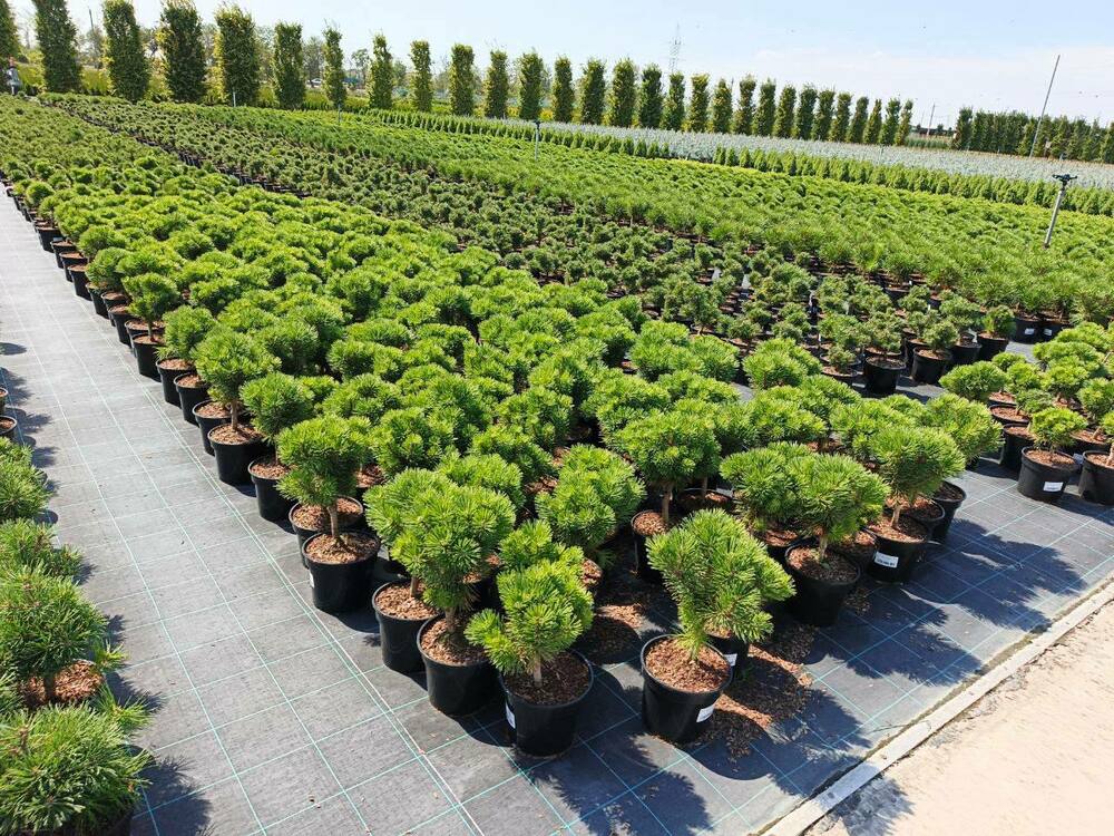 Сосна горная Минимопс (Pinus mugo 'Minimops')