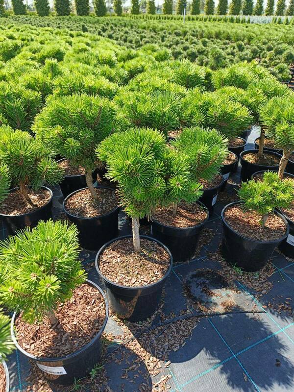 Сосна горная Минимопс (Pinus mugo 'Minimops')