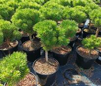 Сосна горная Минимопс (Pinus mugo 'Minimops')