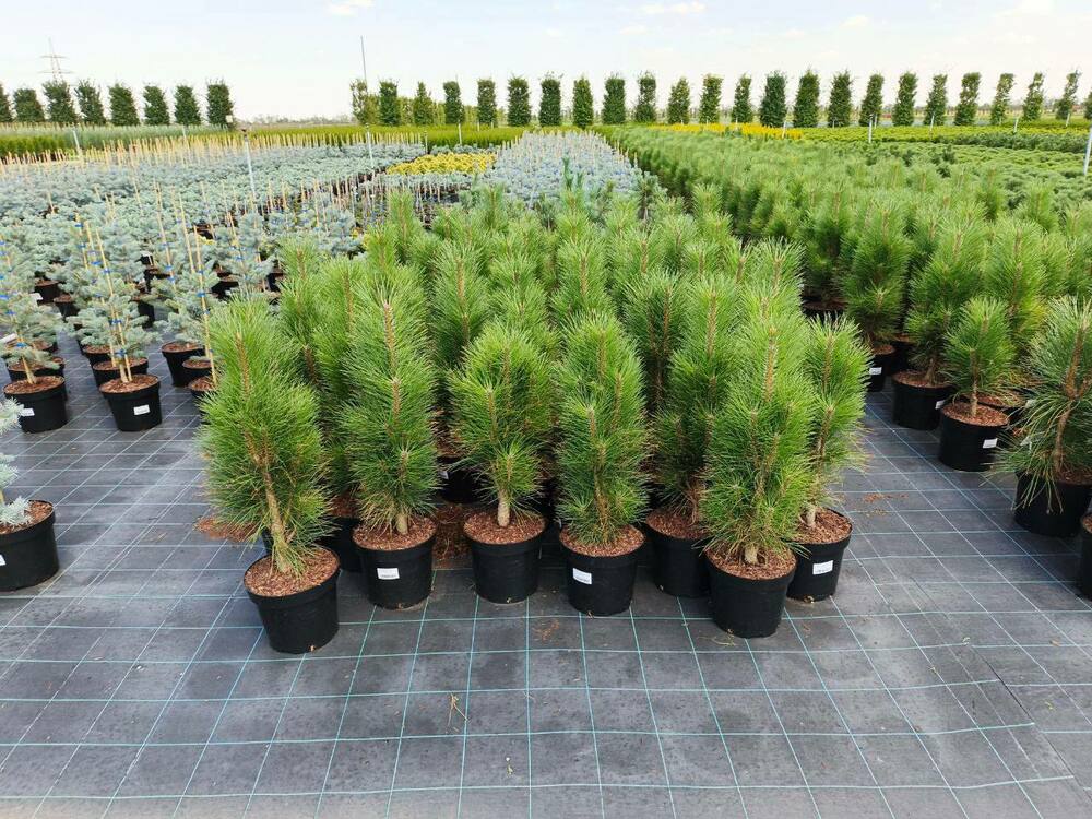 Сосна чёрная Фастигиата (Pinus nigra 'Fastigiata')