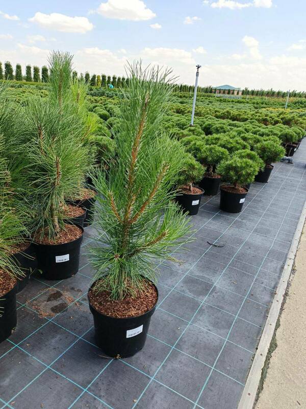 Сосна чёрная Фастигиата (Pinus nigra 'Fastigiata')