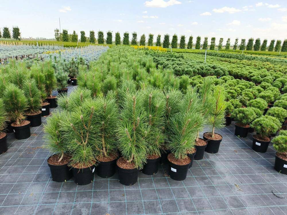 Сосна чёрная Фастигиата (Pinus nigra 'Fastigiata')