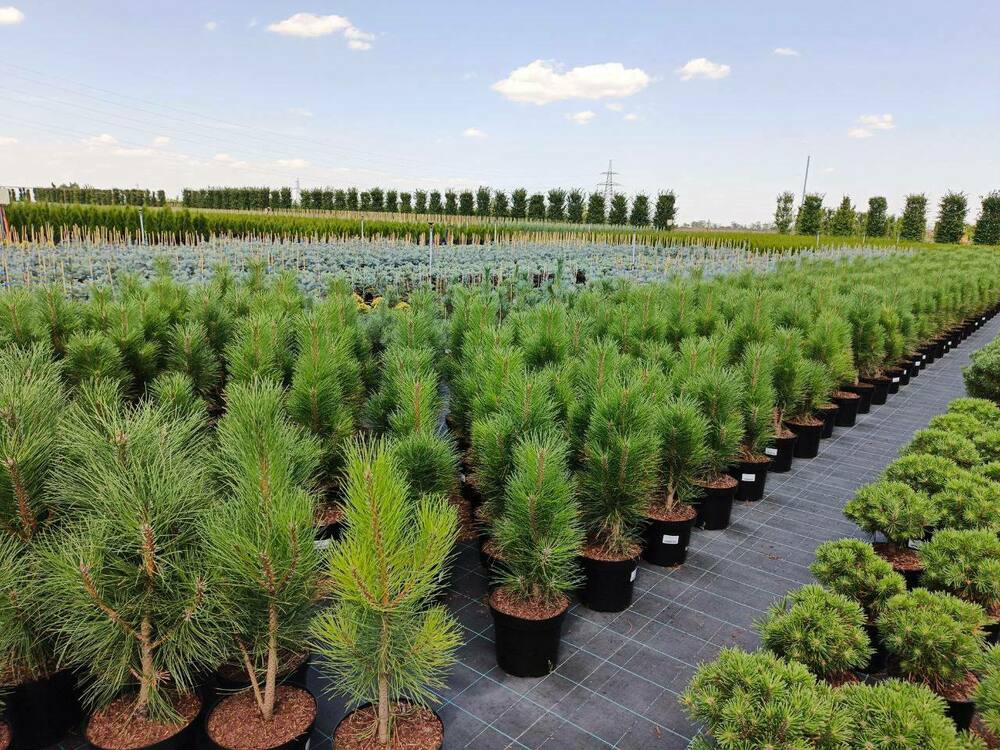 Сосна чёрная Фастигиата (Pinus nigra 'Fastigiata')