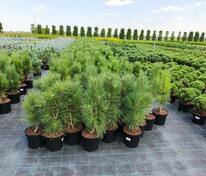 Сосна чёрная Фастигиата (Pinus nigra 'Fastigiata')