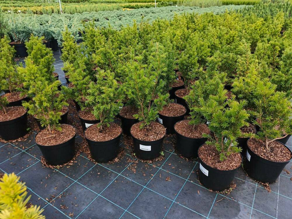 Тис средний Гроенланд (Taxus x media 'Groenland')