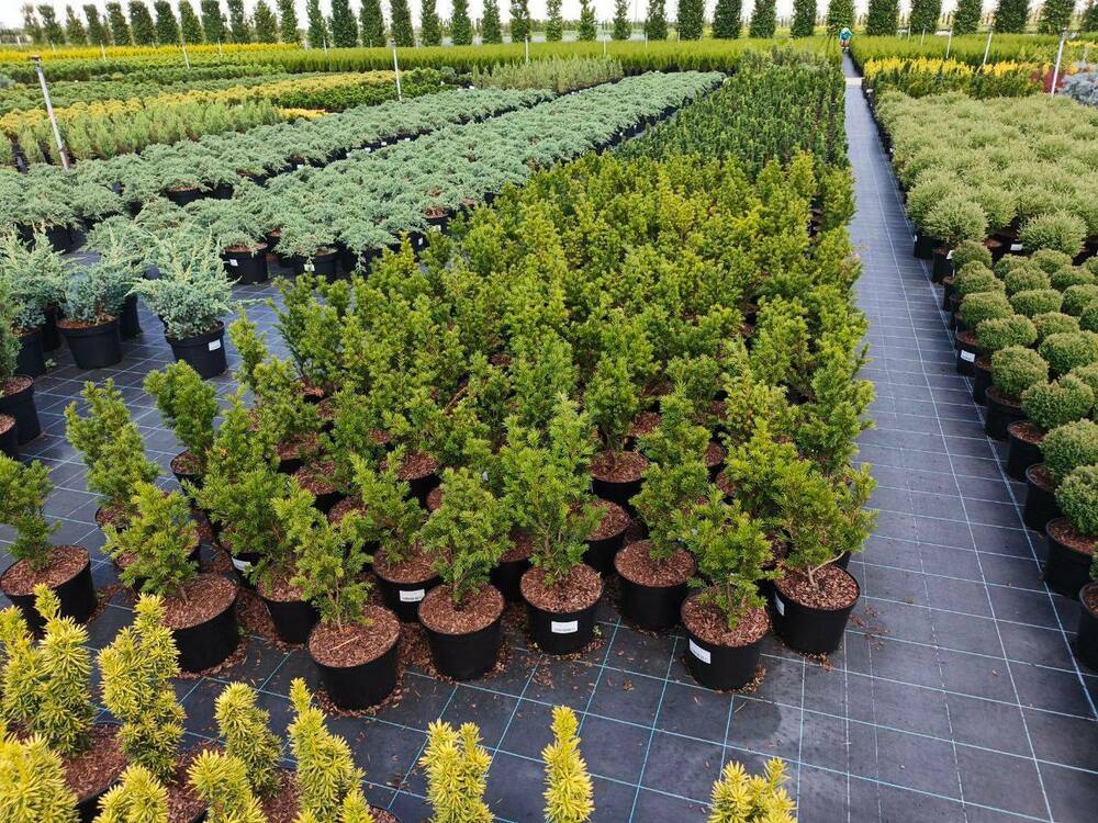 Тис средний Гроенланд (Taxus x media 'Groenland')