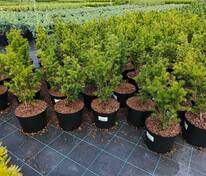 Тис средний Гроенланд (Taxus x media 'Groenland')