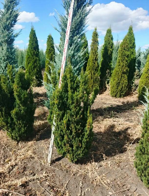 Тис средний Хикси (Taxus x media 'Hicksii')