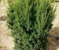 Тис средний Хикси (Taxus x media 'Hicksii')