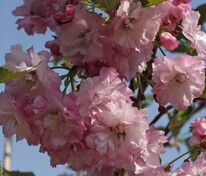 Вишня мелкопильчатая Пинк Перфекшен (Prunus serrulata 'Pink Perfection') (сакура)