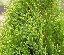 Туя западная Брайт Смарагд (Thuja occidentalis 'Bright Smaragd')