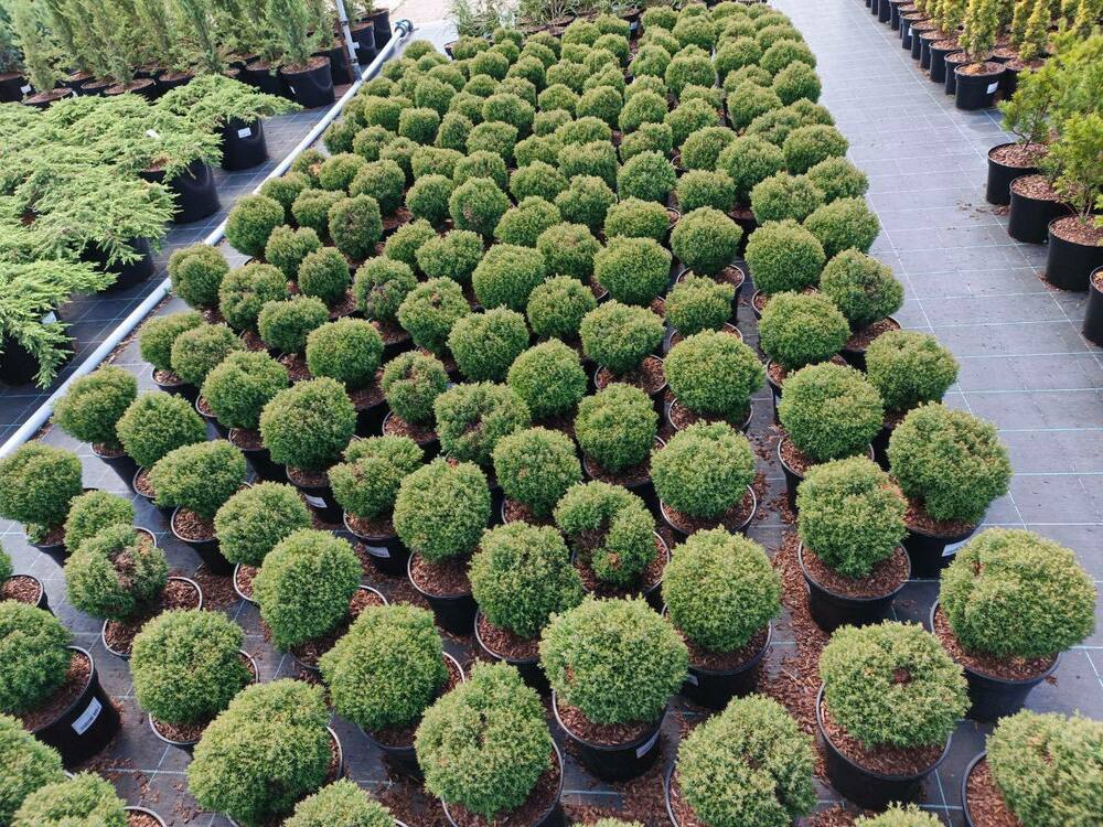 Туя западная Тедди (Thuja occidentalis 'Teddy')