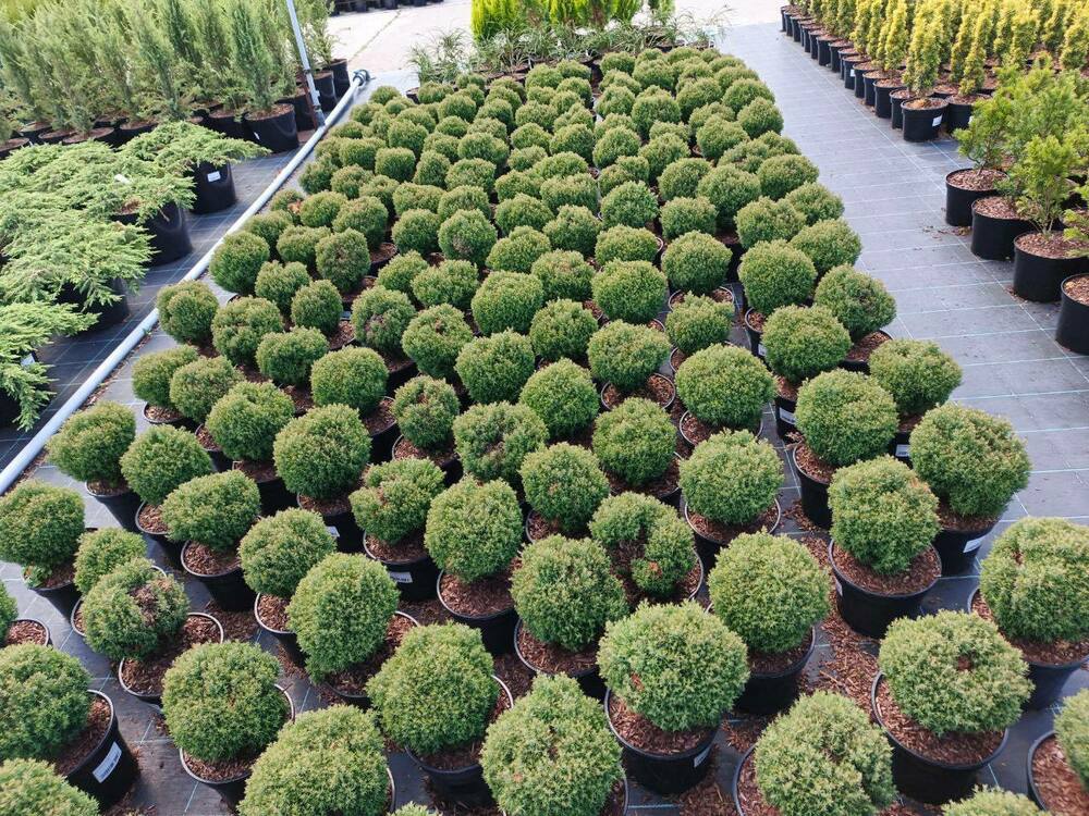 Туя западная Тедди (Thuja occidentalis 'Teddy')