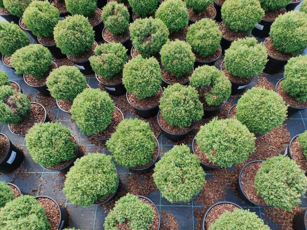 Туя западная Тедди (Thuja occidentalis 'Teddy')