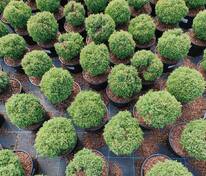 Туя западная Тедди (Thuja occidentalis 'Teddy')