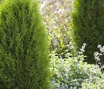 Туя западная Тотем Смарагд (Thuja occidentalis 'Totem Smaragd')