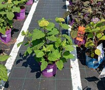 Гортензия древовидная Фловер Вау (Hydrangea arborescens 'FlowerWOW')