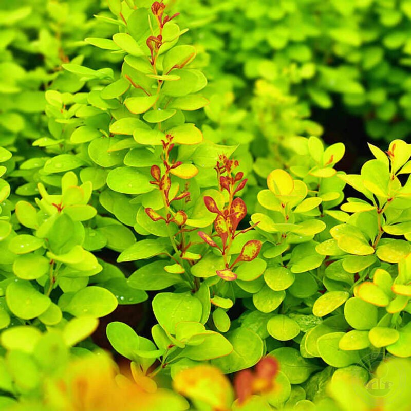Барбарис Тунберга Неон Голд (Berberis thunbergii 'Neon Gold')