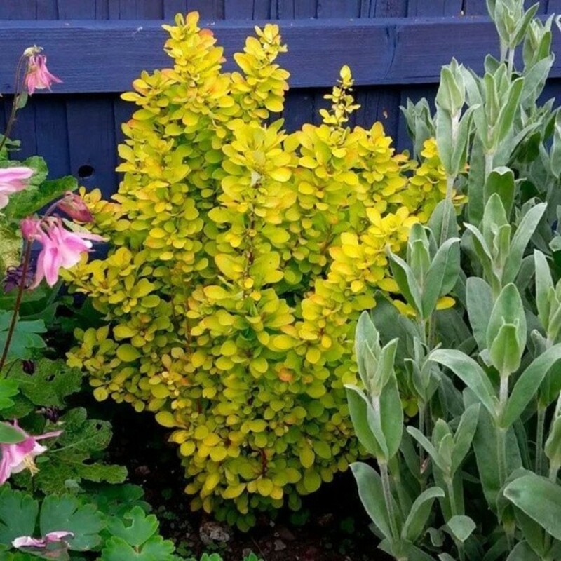 Барбарис Тунберга Неон Голд (Berberis thunbergii 'Neon Gold')
