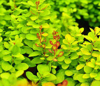 Барбарис Тунберга Неон Голд (Berberis thunbergii 'Neon Gold')