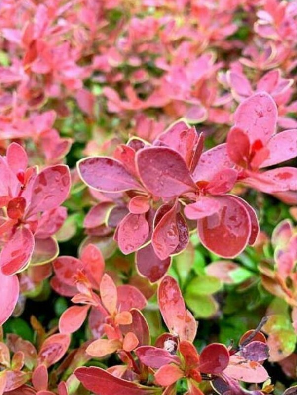 Барбарис Тунберга Оранж Альф (Berberis thunbergii 'Orange Alf')