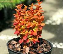 Барбарис Тунберга Оранж Альф (Berberis thunbergii 'Orange Alf')