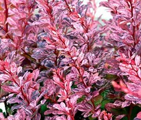 Барбарис Тунберга Пинк Бёрд (Berberis thunbergii 'Pink Bird')