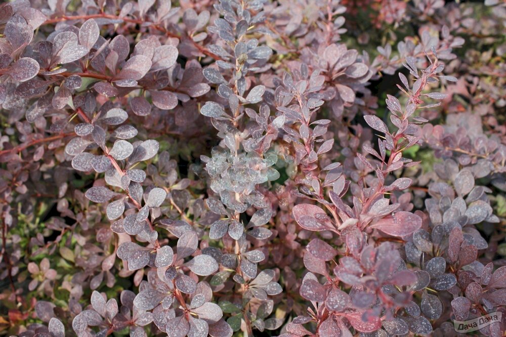 Барбарис Тунберга Ред Диджей (Berberis thunbergii 'Red DJ')