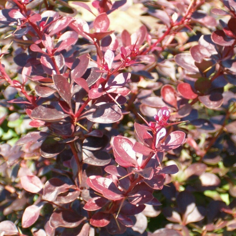 Барбарис Тунберга Ред Диджей (Berberis thunbergii 'Red DJ')