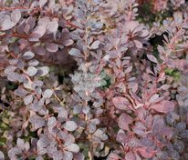 Барбарис Тунберга Ред Диджей (Berberis thunbergii 'Red DJ')