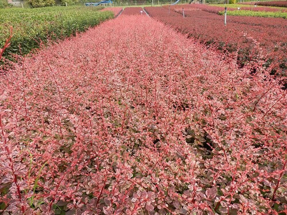 Барбарис Тунберга Фламинго (Berberis thunbergii 'Flamingo')