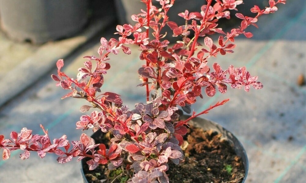 Барбарис Тунберга Фламинго (Berberis thunbergii 'Flamingo')