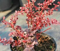 Барбарис Тунберга Фламинго (Berberis thunbergii 'Flamingo')