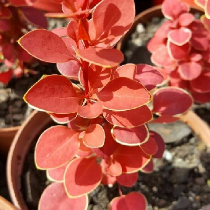 Барбарис Тунберга Чикита (Berberis thunbergii 'Chicquita')
