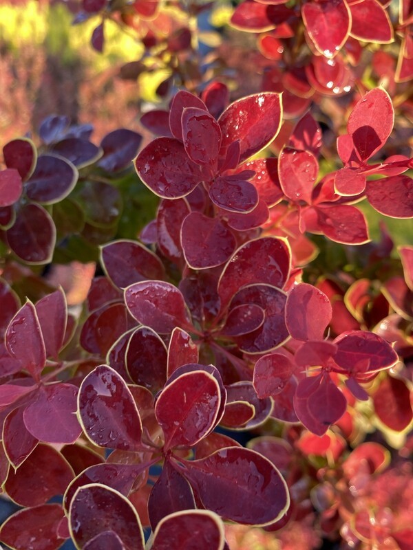 Барбарис Тунберга Чикита (Berberis thunbergii 'Chicquita')